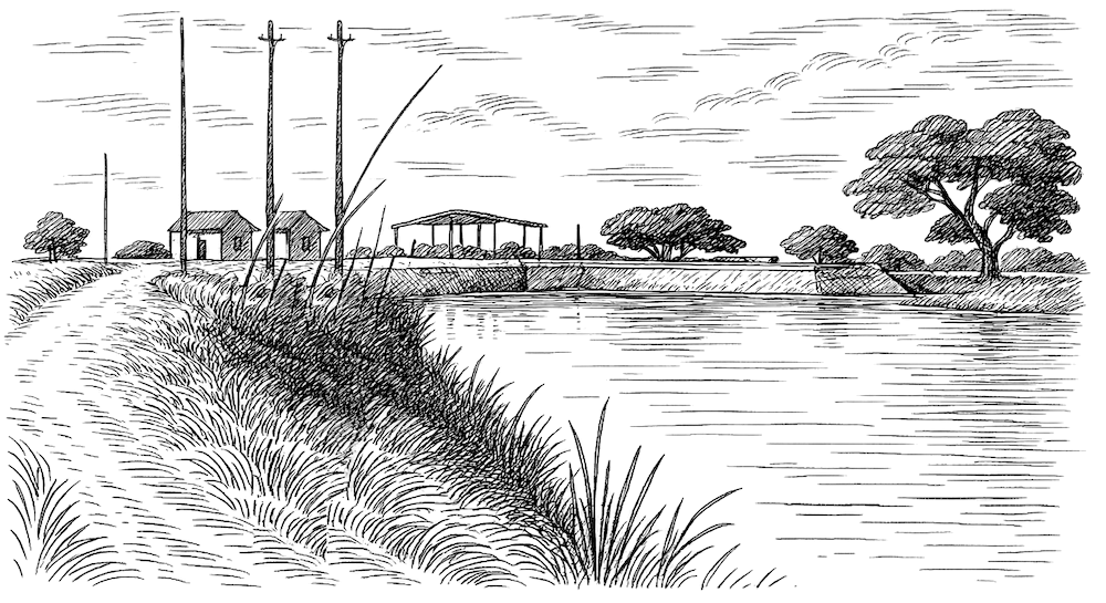 ميلادها في المنصورة